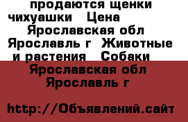 продаются щенки чихуашки › Цена ­ 10 000 - Ярославская обл., Ярославль г. Животные и растения » Собаки   . Ярославская обл.,Ярославль г.